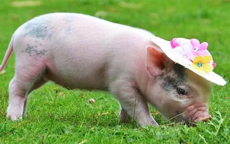 Con heo tiếng Anh là gì? Sự khác biệt giữa "pig" "hog" và "boar"