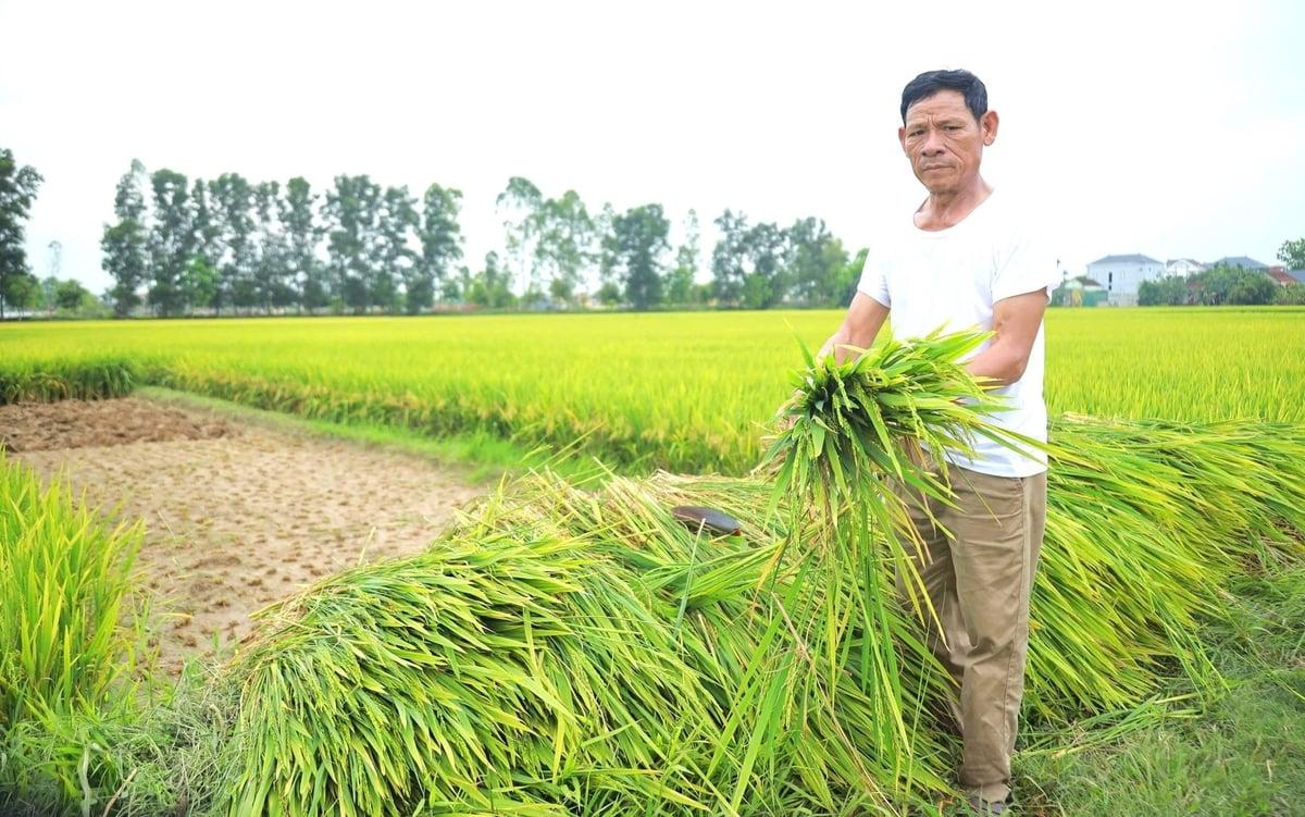 Tìm nguyên nhân lúa đông xuân tại Nghệ An kết hạt kém