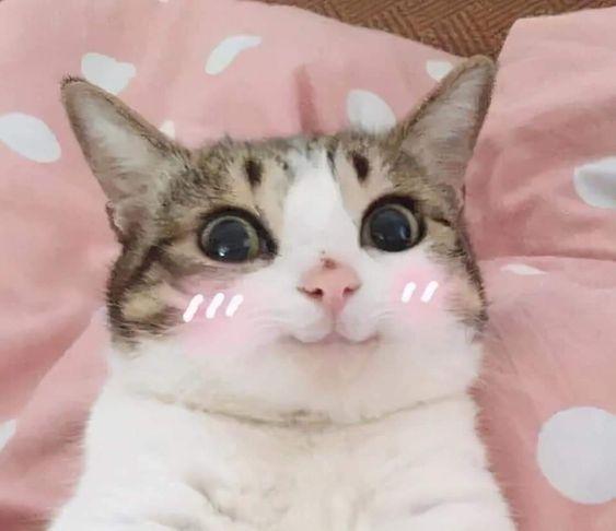 99+ ảnh meme mèo, ảnh chế mèo hài, dễ thương cho điện thoại, máy tính