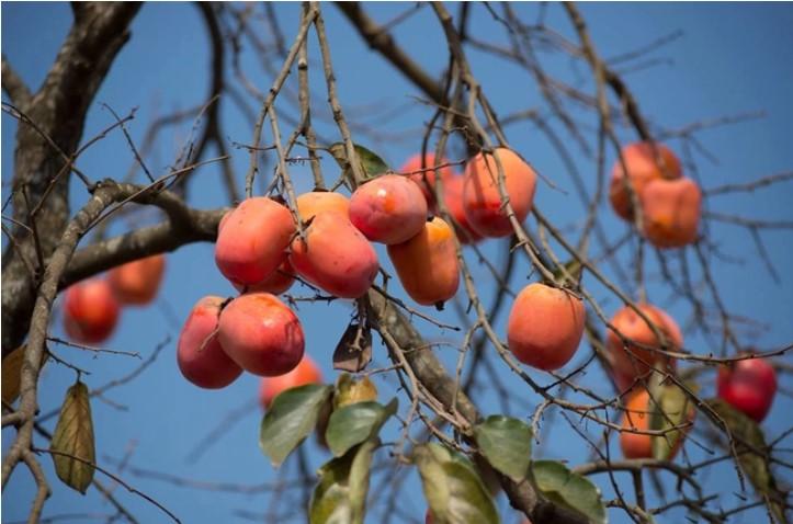 Mùa xuân chín đọc hiểu