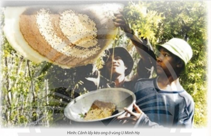 Bài 2: Đất Rừng Phương Nam