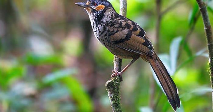 Phân tích truyện Con khướu sổ lồng                                    Con khướu sổ lồng của Nguyễn Quang Sáng