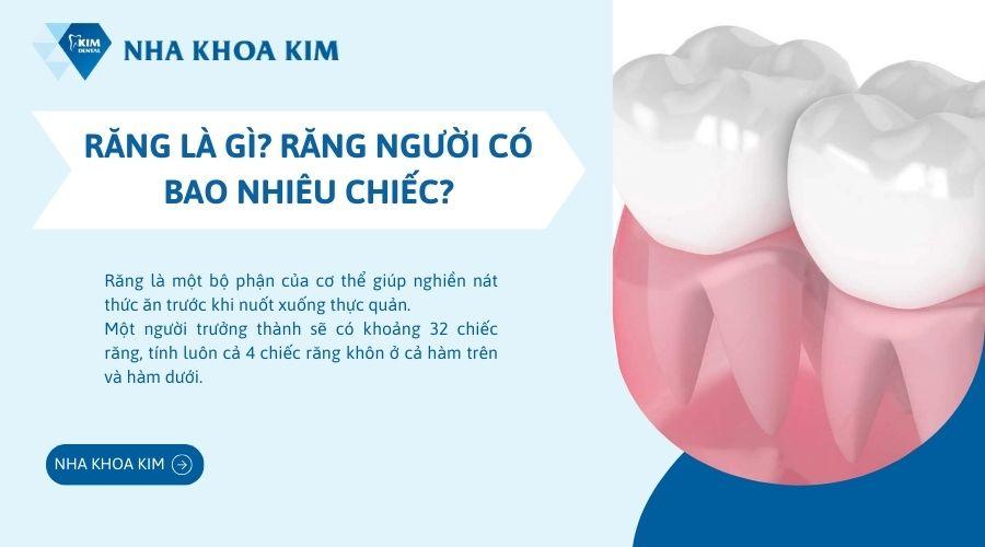 Răng là gì? Cấu tạo, phân loại và các bệnh thường gặp