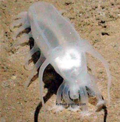 Kỹ thuật sản xuất giống Hải Sâm