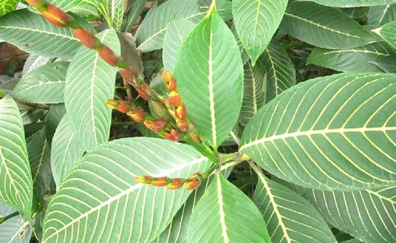 Cách dùng cây xăng sê chữa trào ngược dạ dày an toàn và hiệu quả