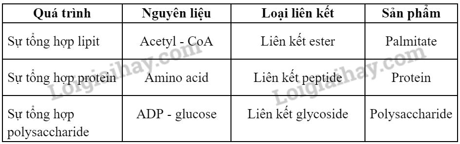 Bài 15: Tổng hợp các chất và tích lũy năng lượng trang 72, 73, 74, 75 Sinh 10 Chân trời sáng tạo
