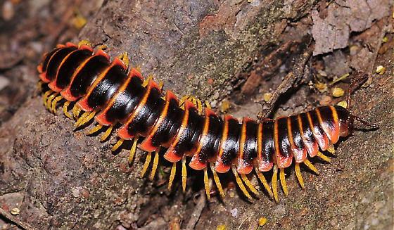 Loài sinh vật này trông thì gớm thế nhưng lại tiết ra mùi hương ngọt hơn cả kẹo