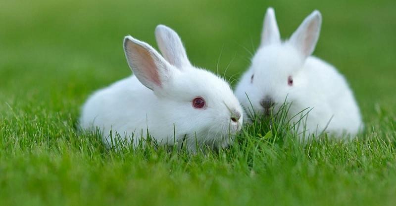 Con thỏ tiếng Anh là gì? Cách sử dụng từ vựng về con thỏ trong tiếng Anh