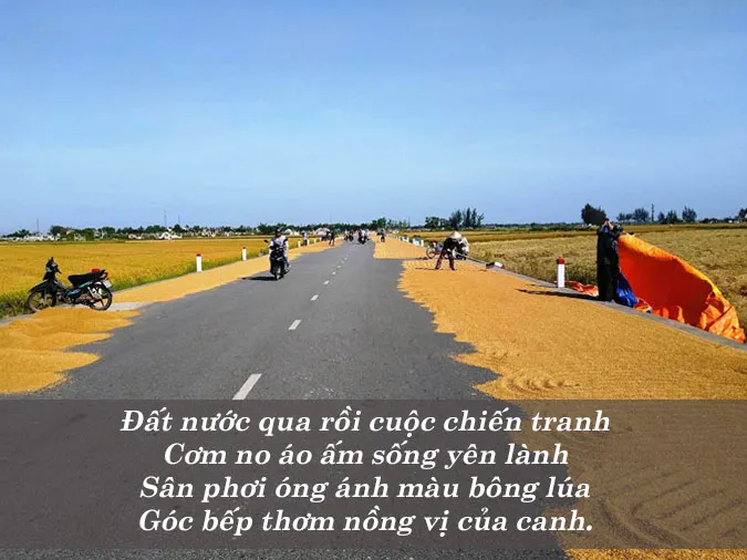 69 bài thơ về cây lúa, lay động lòng người