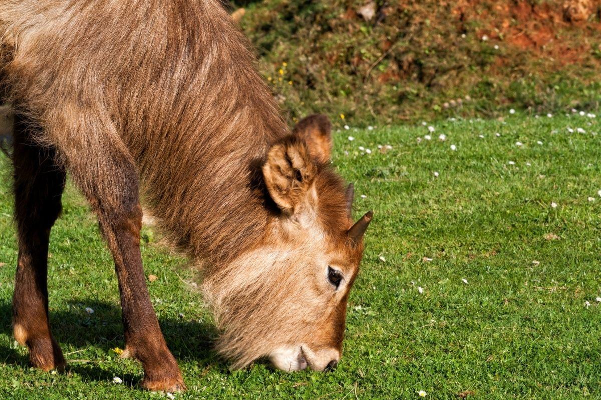Từ vựng tiếng Anh theo chủ đề Con vật: Tính từ hay dùng