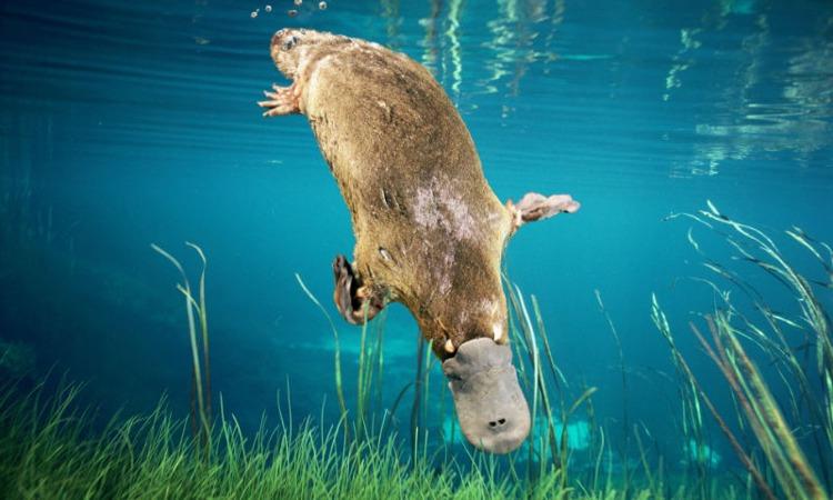 10 con vật có hình dáng kỳ lạ nhất thế giới