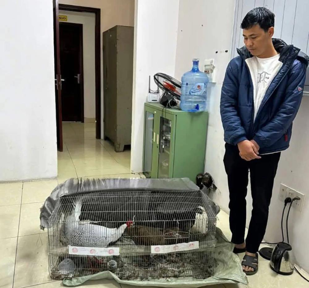 Sự việc “Gà lôi trắng” và sự “tréo ngoe” của các văn bản pháp luật