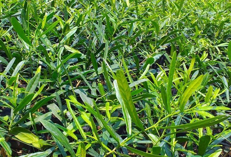 Khám phá cây thuốc xáo tam thân – bí quyết tự nhiên hỗ trợ điều trị ung thư và bảo vệ gan