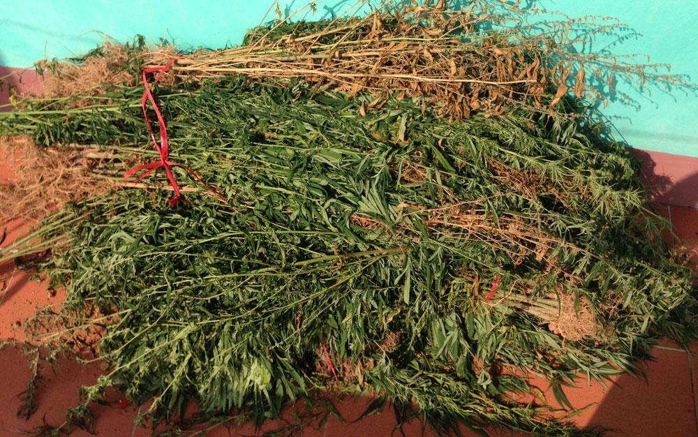 Cấm nhưng nhiều hộ dân vẫn lén trồng cần sa, anh túc