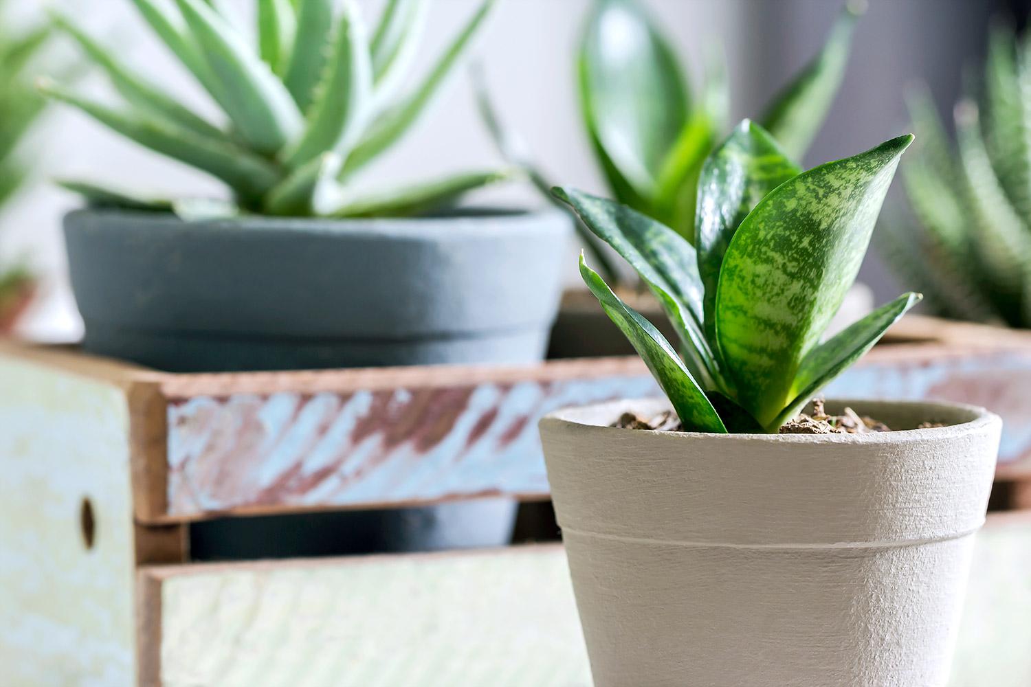 Cây lưỡi hổ hồi sinh nhờ sự chăm sóc