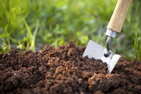 Vai trò của bộ rễ và cách kích rễ an toàn                              – Công nghệ xanh 4.0