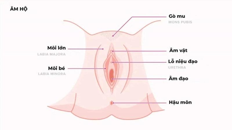 Hình ảnh bộ phận sinh dục bé gái bình thường và cách nhận biết