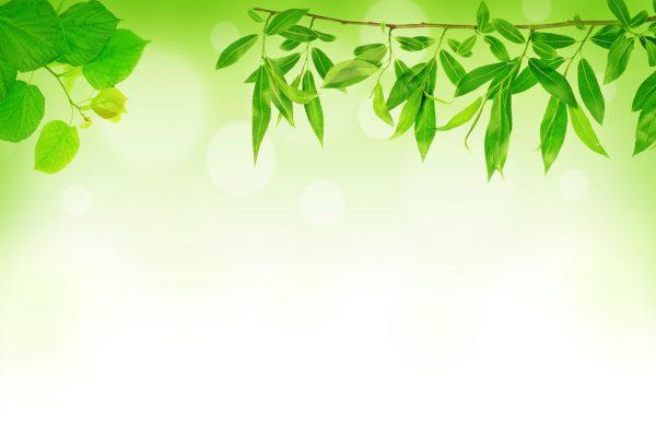 [Hình nền powerpoint] 101+ Background màu xanh lá đẹp