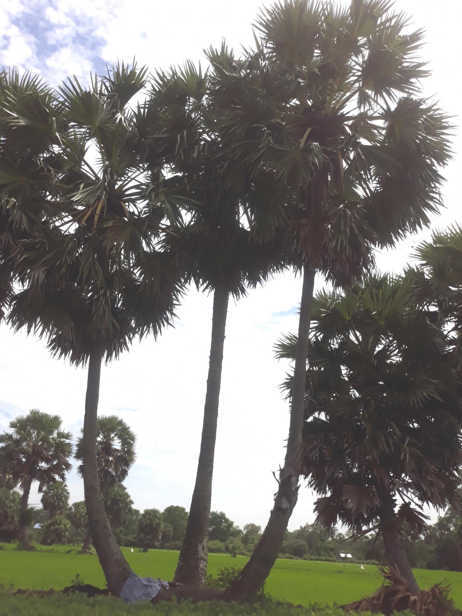 Kỳ 1: Thốt nốt: Đặc sản nổi tiếng của An Giang