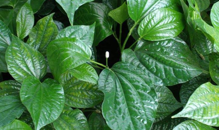 Bật mí 5 cách chữa đau răng bằng lá lốt hiệu quả