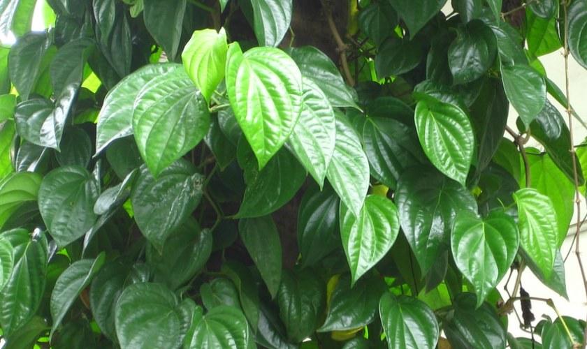 Top 10 cách trị răng bị lủng lỗ tại nhà hiệu quả nhất