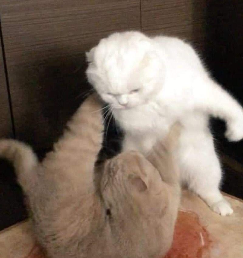 Trọn Bộ Sưu Tập 99+ Meme Đánh Nhau Hóm Hỉnh, Vui Nhộn, Cười Chảy Nước Mắt