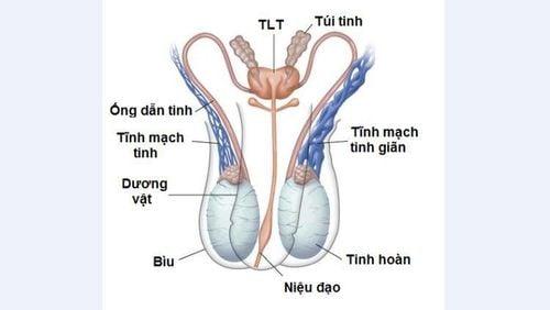 Giãn tĩnh mạch thừng tinh có mấy cấp độ?