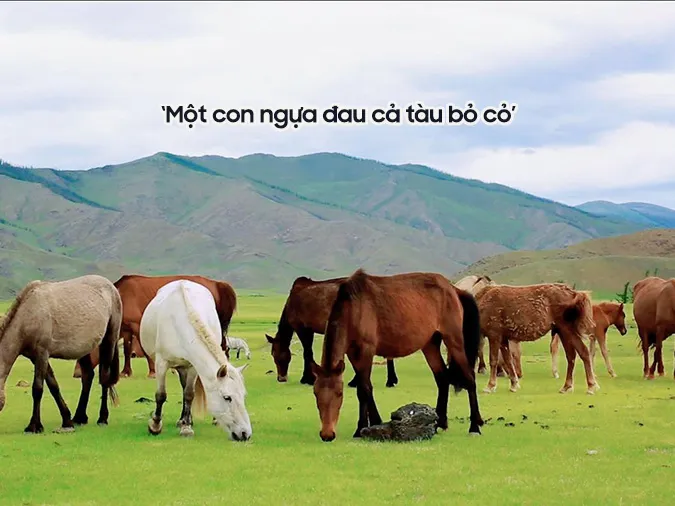 Giải thích ý nghĩa tục ngữ ‘Một con ngựa đau cả tàu bỏ cỏ’