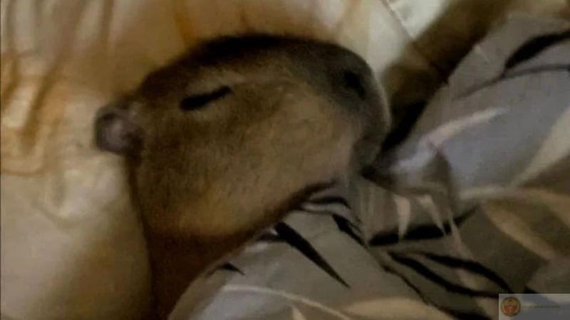 Bộ ảnh capybara meme cầm dao hài hước, vô tri hét vào mặt