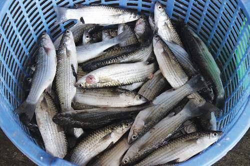 Loại cá xưa có đầy chẳng ai ăn, giờ thành đặc sản vừa ngon vừa bổ dưỡng, càng ăn càng mê, 148.000 đồng/kg