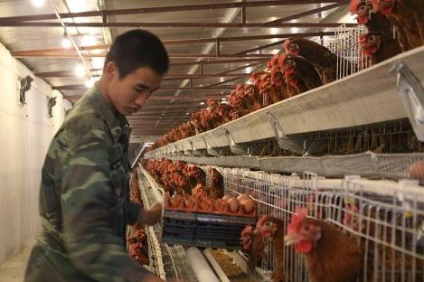 Tổng quan về ngành chăn nuôi gia cầm Việt Nam (P6): Thức ăn, phương thức và hình thức chăn nuôi - Chăn nuôi Việt Nam