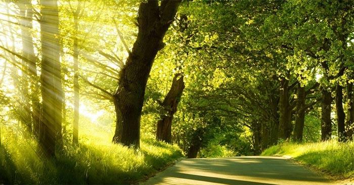 Văn mẫu lớp 10: Cảm nhận bài thơ Nắng mới (Dàn ý + 7 Mẫu)                               Nắng mới của Lưu Trọng Lư