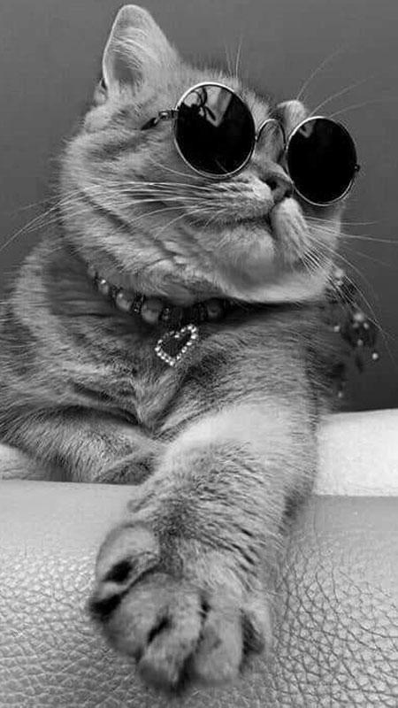 Tải Ảnh Mèo Ngầu