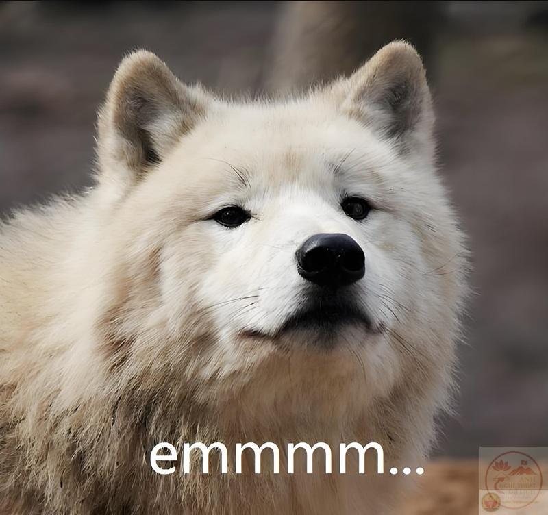 Meme Cạn Lời ? Tổng Hợp Ảnh Chế Cạn Lời Hài Hước