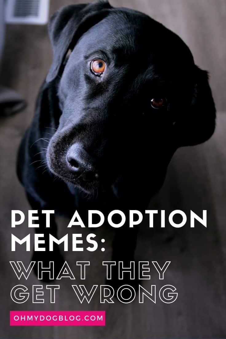 What Pet Adoption Memes Get Wrong