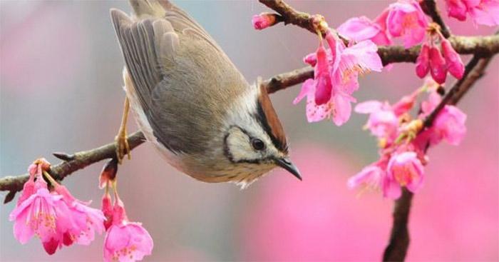 Văn mẫu lớp 9: Phân tích khổ thơ đầu bài Mùa xuân nho nhỏ của Thanh Hải (Sơ đồ tư duy)                                   4 Dàn ý & 15 bài văn mẫu lớp 9 hay nhất